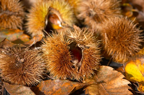 stock image Chestnuts closeup