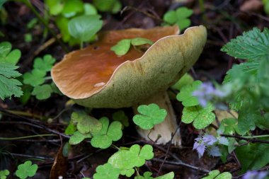 Cep mantar (Boletus mantarı)