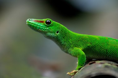 Madagascar giant day gecko clipart