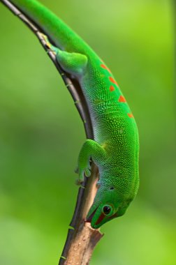 Madagascar giant day gecko clipart