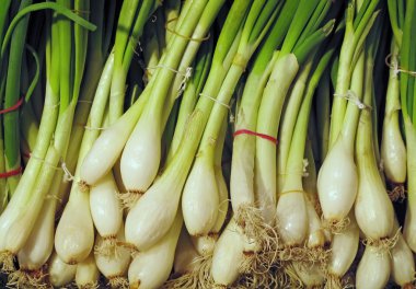 Fresh green onion clipart