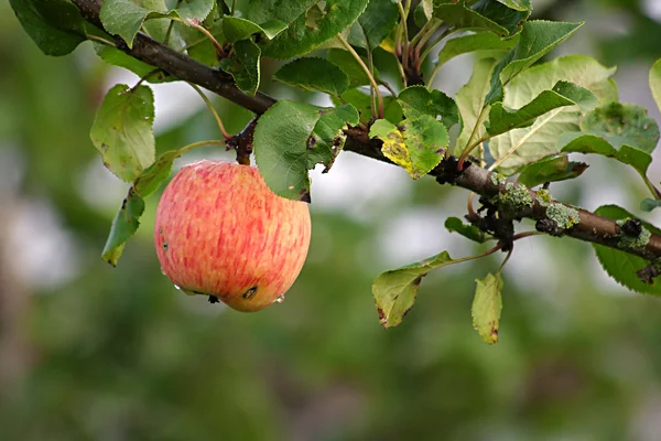 Organic apple on a tree — Stock Photo, Image