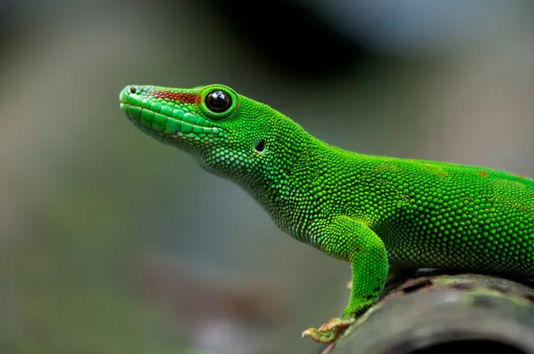 Μαδαγασκάρη gecko γίγαντας ημέρα — Φωτογραφία Αρχείου