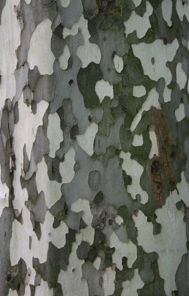 stock image Plane tree bark