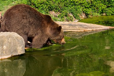 European brown bear clipart