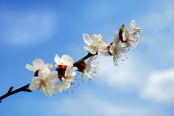 Цветет абрикос на голубом небе — стоковое фото