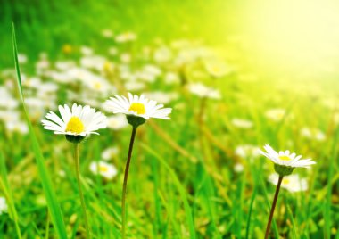 White Flowers on the Spring Meadow in Bright Sunlight clipart