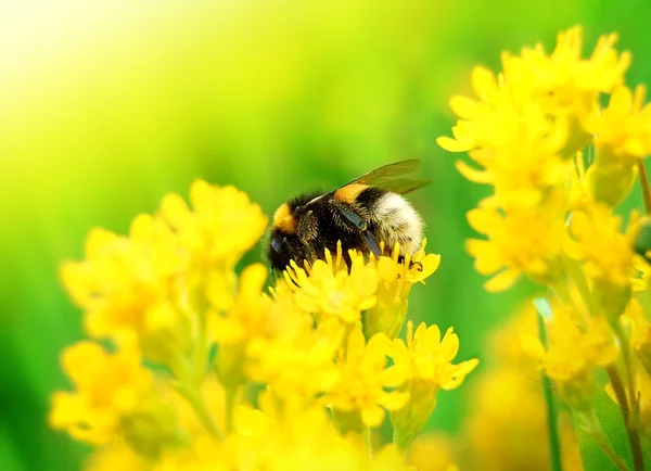 stock image Bumblebee on Yellow Flower