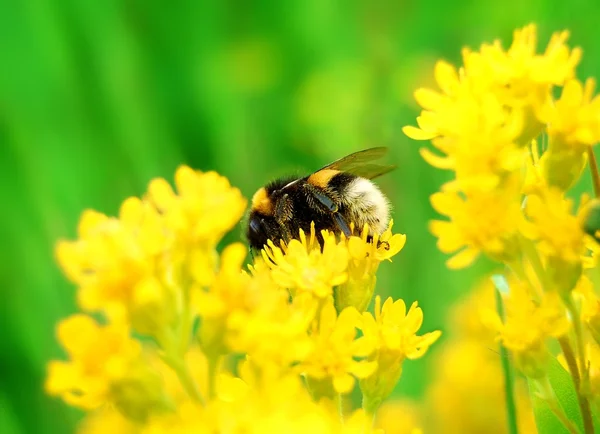 stock image Bumblebee on Yellow Flower