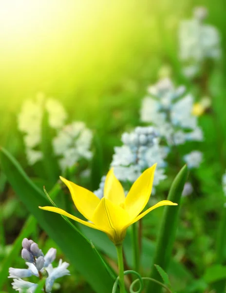 Flores de primavera — Fotografia de Stock