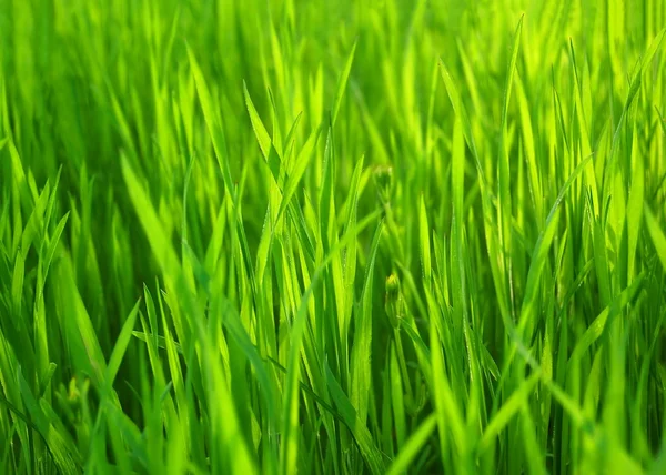 Primavera fresca grama verde — Fotografia de Stock