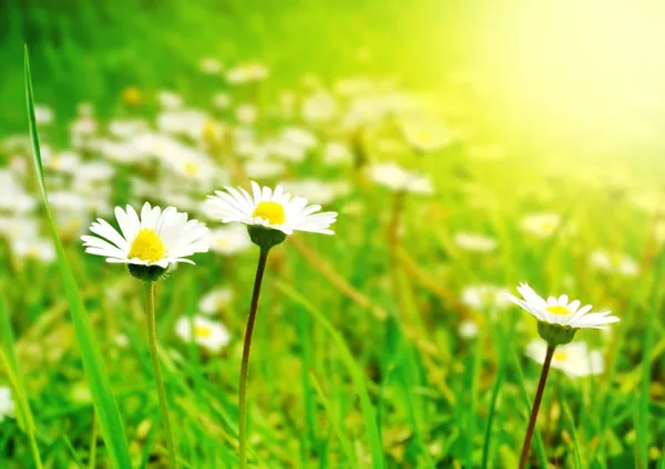 Flores blancas en el prado de primavera a la luz del sol brillante — Foto de Stock