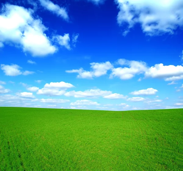 Green Field and Blue Sky — Stock Photo, Image