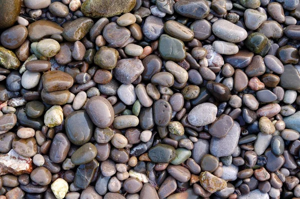 stock image Marine wet pebbles of different colors