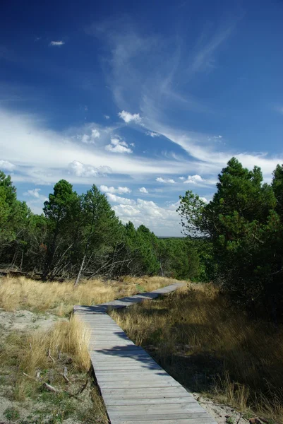 stock image Nature of the Curonian Spit