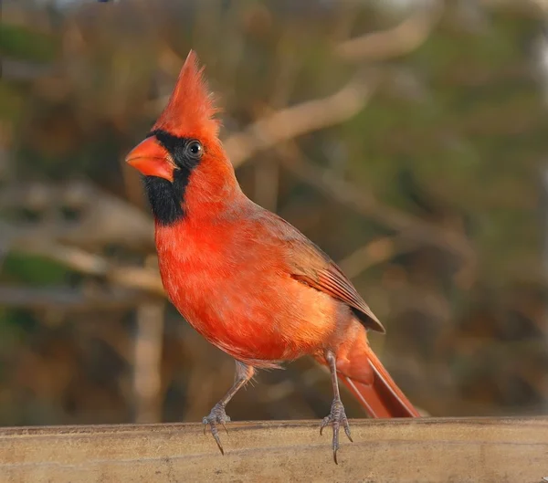 stock image Male Cardinal (Cardinalis cardinalis)