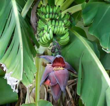 Green Bananas s With Banana Flower clipart