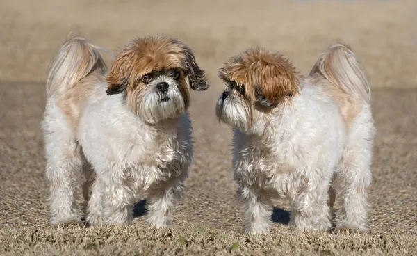 Dwa psy shih-tzu — Zdjęcie stockowe