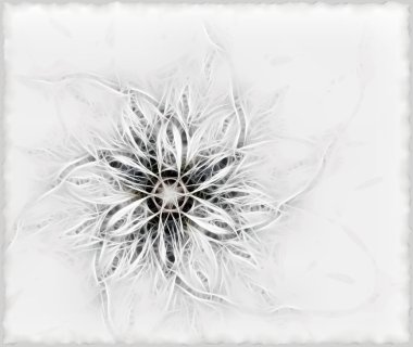 Delicate fluffy flower clipart