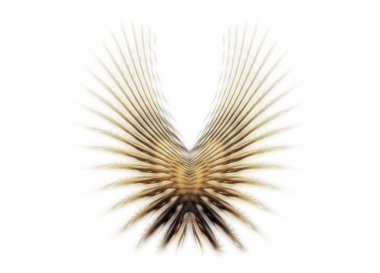 Golden wings clipart