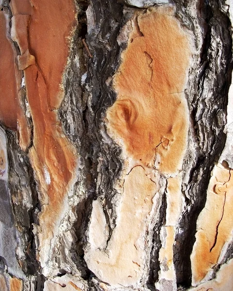Pine tree bark — Stockfoto