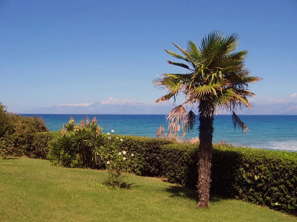 Palm tree and sea — Stock Photo, Image