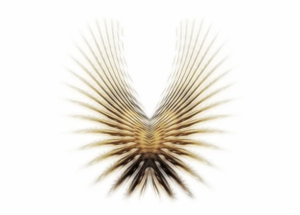 Golden wings — Stock Photo, Image