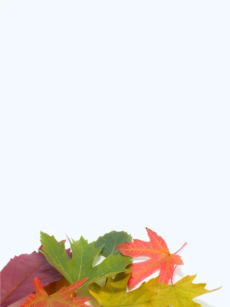 Stock image Leaves