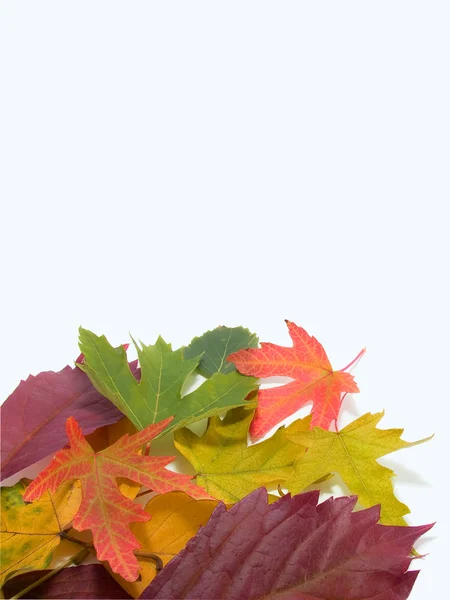 stock image Leaves