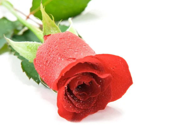 Rosa na červené růže Stock Obrázky