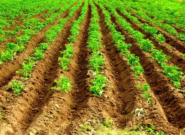 Potatoe field — Stock Photo, Image