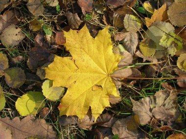 mapple bırak