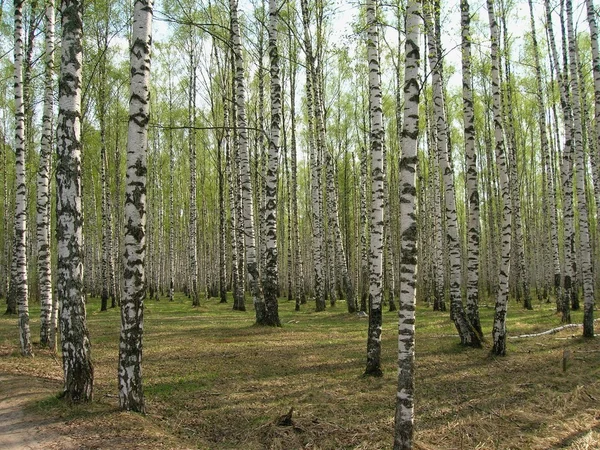 Birchen grove — Stok fotoğraf