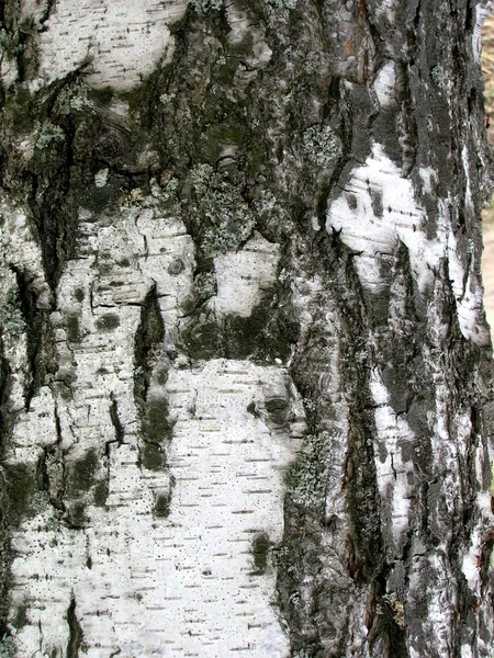 Birchen φλοιός — Φωτογραφία Αρχείου