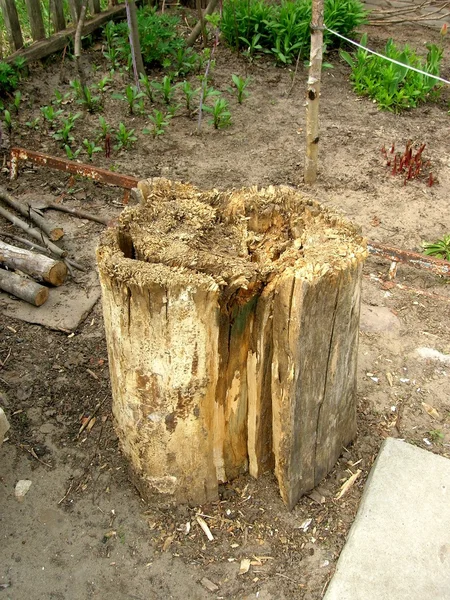存根 (stub) 的开裂木材 — 图库照片