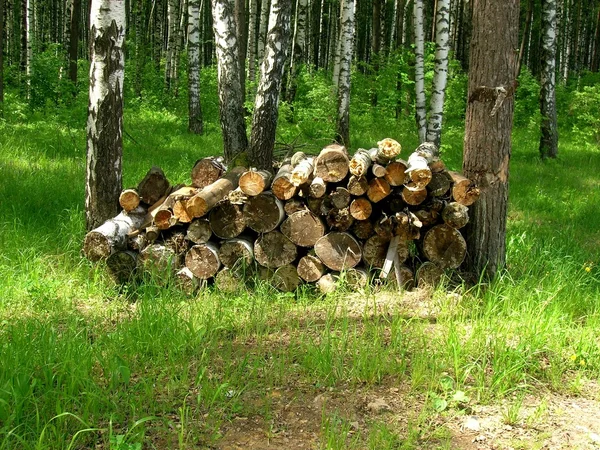 Birchen logs — Stockfoto