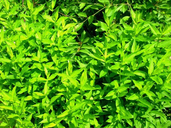 Bilhete verde — Fotografia de Stock