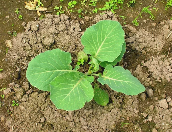 Cabbage — Stock Photo, Image