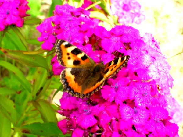 Papillon sur une fleur — Photo