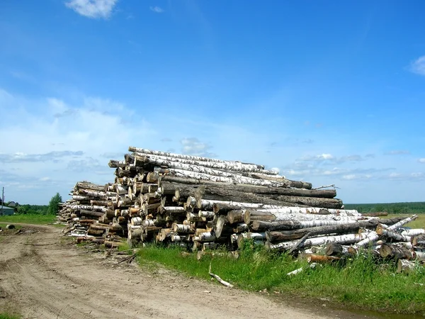 Existencia de troncos — Foto de Stock