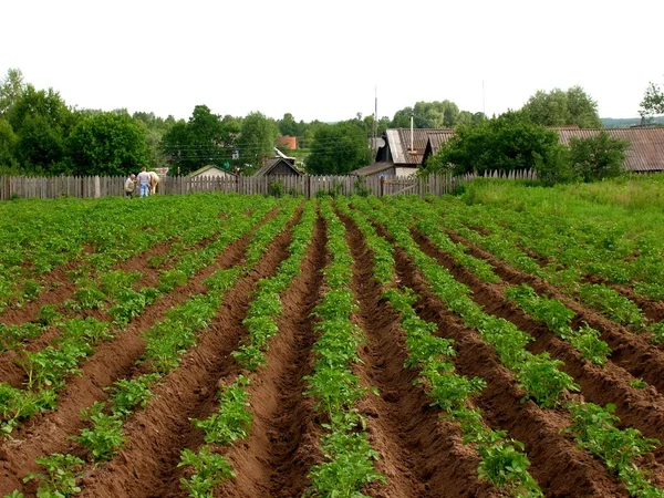 Potato field Stock Image