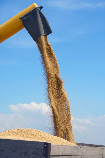 Sklizeň pšenice — Stock fotografie