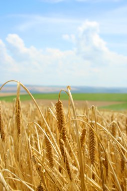 Wheat before harvest clipart