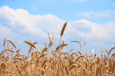 Wheat before harvest clipart