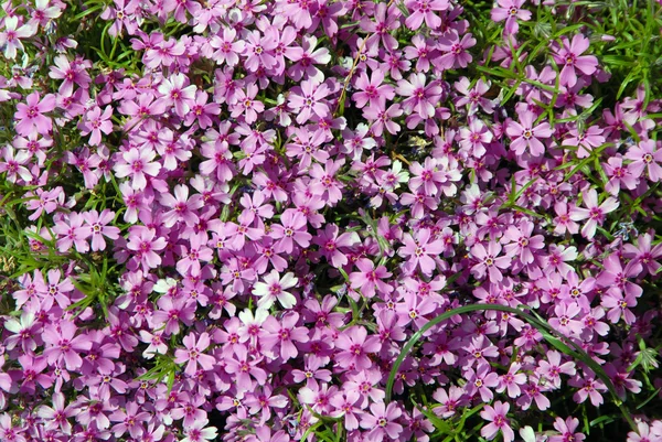 Pink spring flowers in close-up