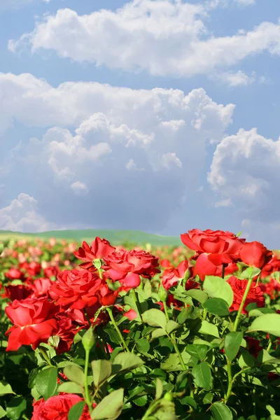 Stock image Roses