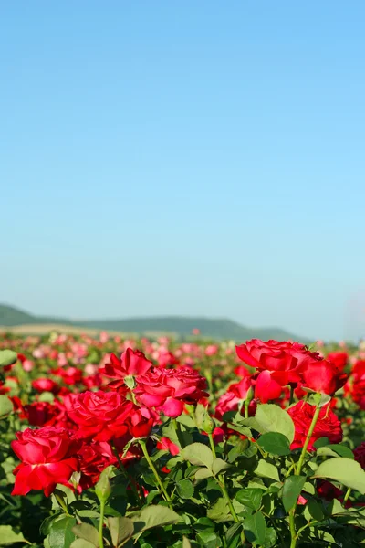 stock image Roses