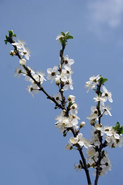 Inizio primavera fiore di ciliegio — Foto Stock
