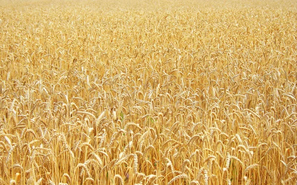 Пшеница перед уборкой — стоковое фото