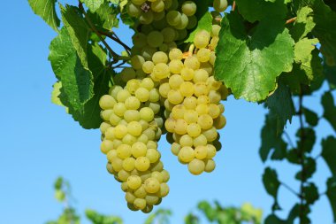 Yellow grape vines growing clipart